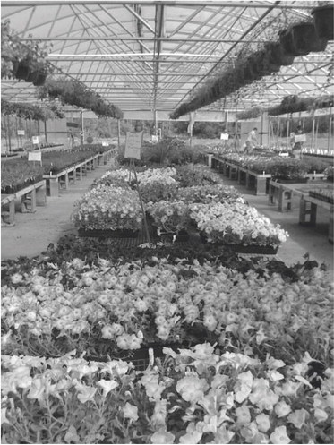  Add a splash of color with Harmon Greenhouse and Nursery