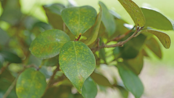 Tea leaf scale infestations cause discoloration of leaves and even defoliation. Photo by Olivia McClure/LSU AgCenter