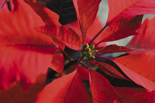 Poinsettias bring color to holiday season