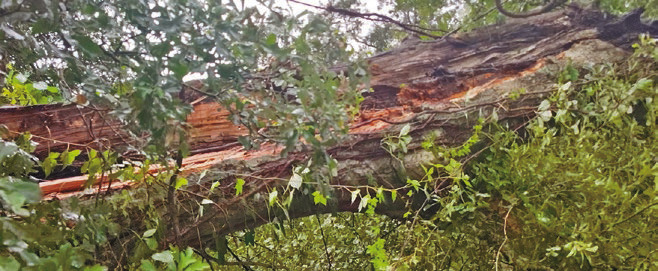Storm damage