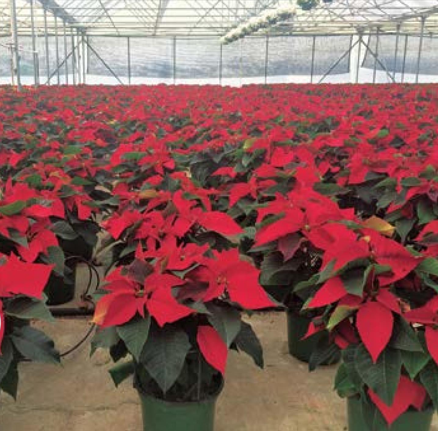 Christmastime is upon us