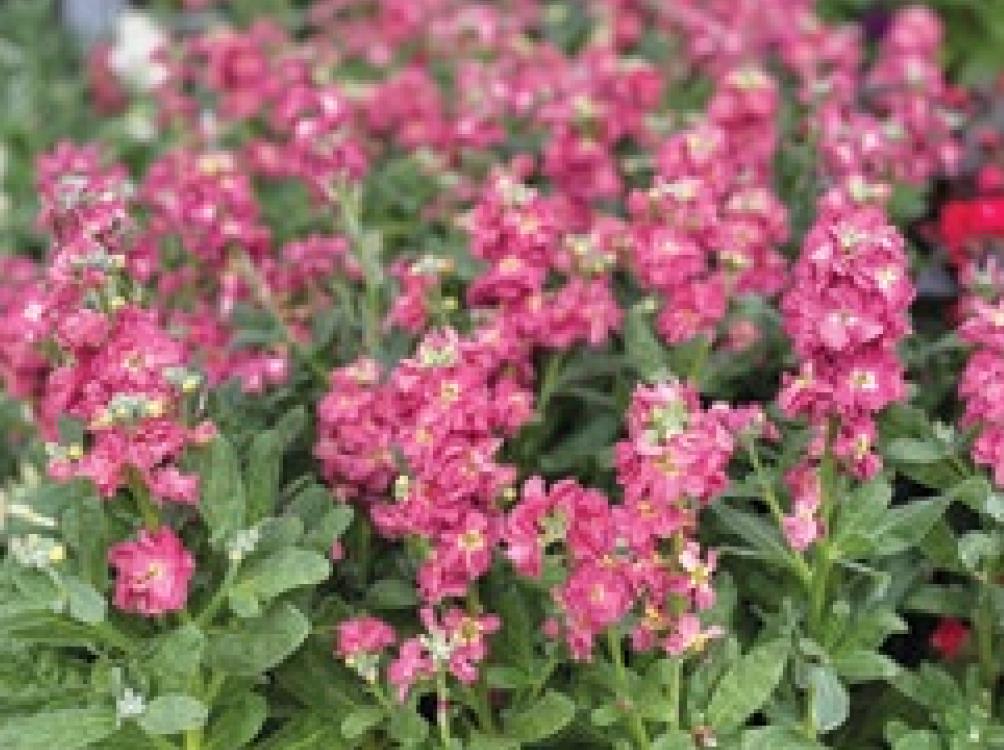 FLOWERS FOR SPRING