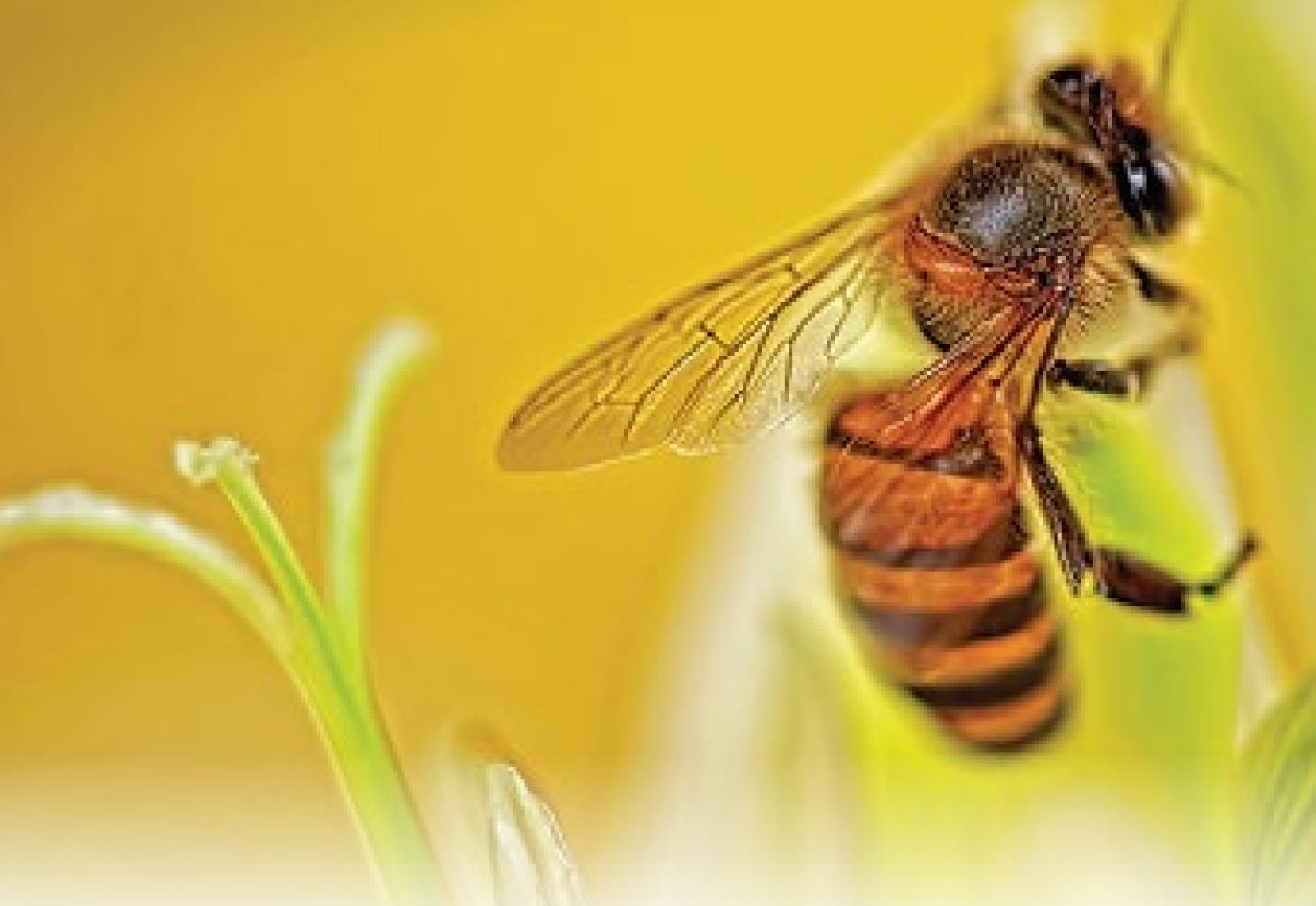 The Buzz about Bees