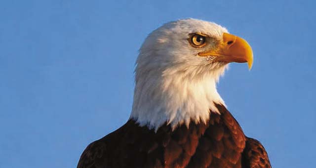 Regal Eagle