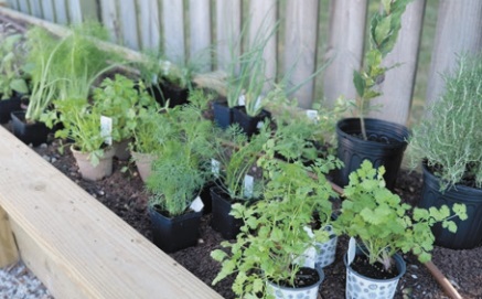 Plant cool-season herbs to accent upcoming holidays