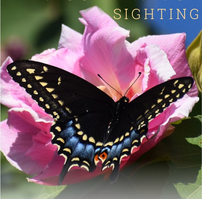 Swallowtail SIGHTING