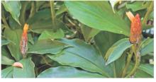 Spiral gingers have leaves that form a spiral staircase-like pattern. Photo by Olivia McClure/LSU AgCenter