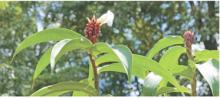 Costus spicatus spiral ginger reaches 3 to 5 feet tall and prefers to be grown in the shade. Photo by Olivia McClure/LSU AgCenter