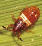 A southern chinch bug nymph displays the distinctive white band across its back. Nymphs range in color from black to orange and feed alongside adults, damaging grass by sucking sap from stems while injecting toxins into the plant. Photo courtesy of LSU AgCenter