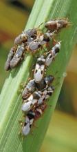 Adult southern chinch bugs gather on a blade of grass. Adults are about onefifth of an inch long and have black bodies with white wings that form a noticeable 'X' pattern. Because they hide in the thatch layer near the soil, infestations often go unnoticed until brown patches appear. Photo courtesy of LSU AgCenter