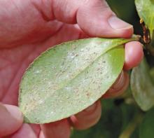 Tea leaf scales gather on the underside of a camellia leaf. Photo by Olivia McClure/LSU AgCenter