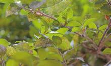 Tea leaf scales leave behind a cottony residue. Photo by Olivia McClure/LSU AgCenter