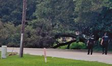Downed Tree