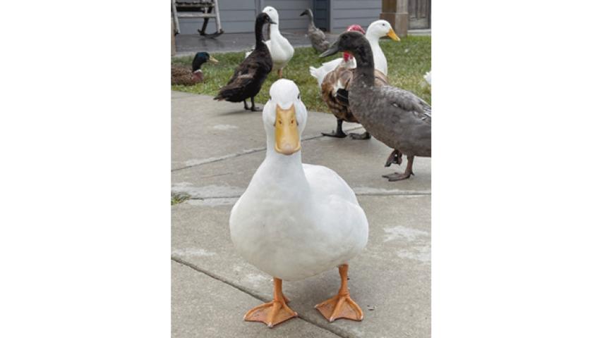 This patient little visitor waits outside the Gator Chateau at I-10 Park, joined by several of his feathered friends. The adorable waddle of ducks who call the park home appears to be hoping someone comes along with a tasty snack. Daily News photo by D'Arcy Knight