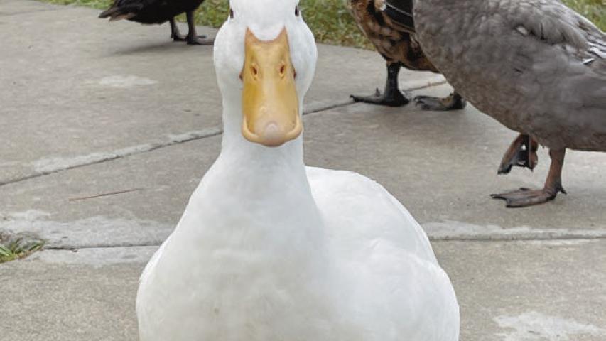 This patient little visitor waits outside the Gator Chateau at I-10 Park, joined by several of his feathered friends. The adorable waddle of ducks who call the park home appears to be hoping someone comes along with a tasty snack. Daily News photo by D'Arcy Knight