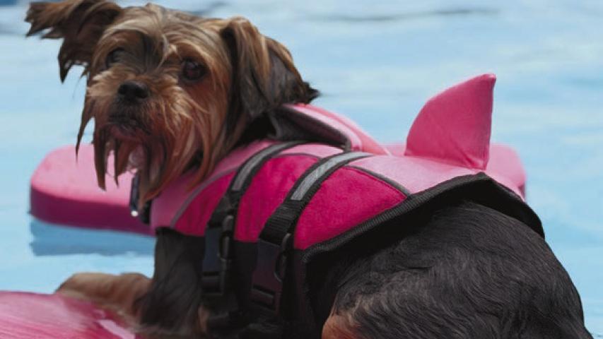 Delilah, clad in her shark fin life vest, beats the summer heat of Southwest Louisiana with a relaxing float around the pool. The sweet puppy is one of the newest residents of Hathaway. Daily News photo by Jenny Dennis