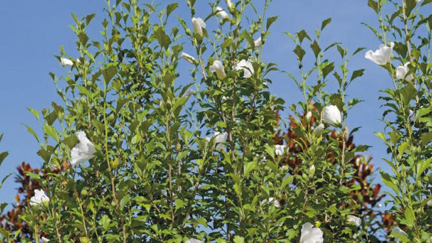 Althea is a flowering shrub that is an outstanding performer in Louisiana’s hot summers. Photo by Olivia McClure/LSU AgCenter