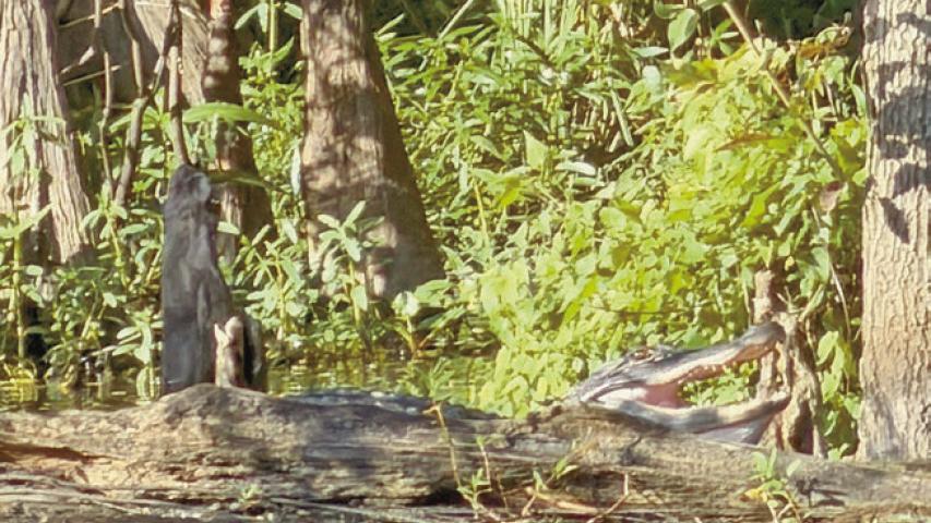 This large alligator is all smiles while it soaks up some afternoon sun while lounging on a log along the river. Alligators can often be found basking in the sunlight as a way to warm up, gathering energy to hunt, move and even digest their food. Daily News photo by Jenny Dennis