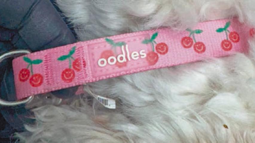 Dog owner sought