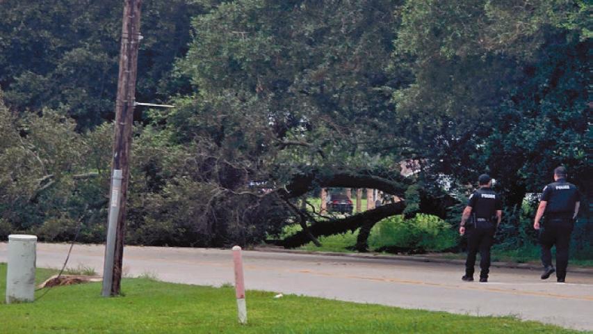 Downed Tree